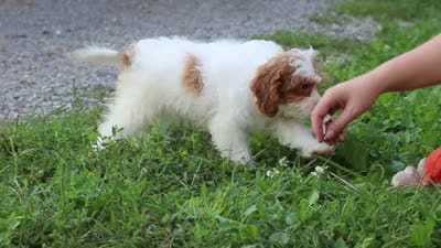 Jessica, a female Cavapoo for sale in Baltic, OH – 7 of 7