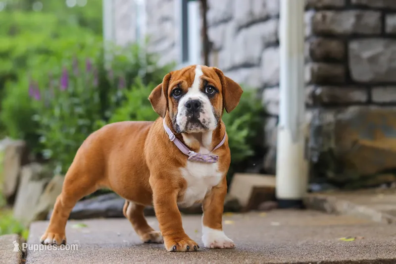 Lucy – English Bulldog, Beagle puppy for sale in Baltic, OH