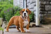 Lucy, a female English Bulldog and Beagle for sale in Baltic, OH – 1 of 6