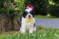 Tundra, a male Miniature Bernedoodle for sale in Baltic, OH – 2 of 9