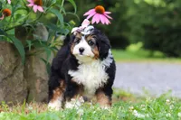 Clover, a female Miniature Bernedoodle for sale in Baltic, OH – 5 of 8
