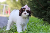 Mariella, a female Cavapoo for sale in Baltic, OH – 4 of 8