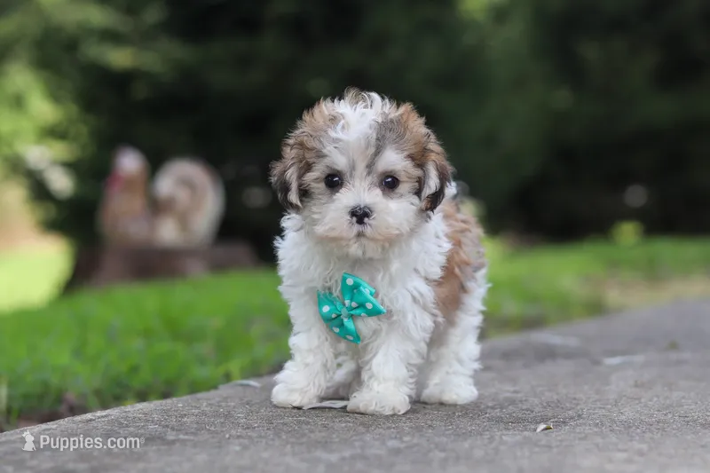 Kobe – Maltipoo puppy for sale in Baltic, OH