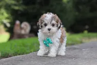 Kobe, a male Maltipoo for sale in Baltic, OH – 1 of 6