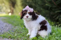 Mariella, a female Cavapoo for sale in Baltic, OH – 3 of 8