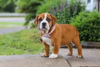 Lucy, a female English Bulldog and Beagle for sale in Baltic, OH – 4 of 6