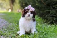 Mariella, a female Cavapoo for sale in Baltic, OH – 2 of 8