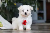 Riley, a male Maltese for sale in Baltic, OH – Photo 10 of 10