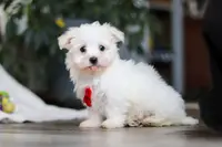 Riley, a male Maltese for sale in Baltic, OH – Photo 6 of 10