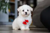 Riley, a male Maltese for sale in Baltic, OH – Photo 5 of 10