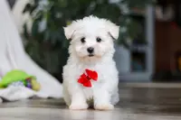 Riley, a male Maltese for sale in Baltic, OH – Photo 3 of 10