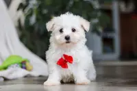 Riley, a male Maltese for sale in Baltic, OH – Photo 4 of 10