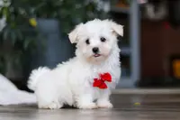 Riley, a male Maltese for sale in Baltic, OH – Photo 8 of 10