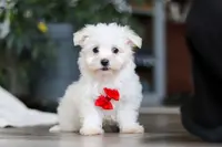 Riley, a male Maltese for sale in Baltic, OH – Photo 1 of 10