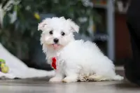 Riley, a male Maltese for sale in Baltic, OH – Photo 2 of 10