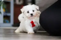 Riley, a male Maltese for sale in Baltic, OH – Photo 9 of 10