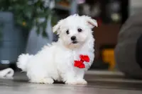 Riley, a male Maltese for sale in Baltic, OH – Photo 7 of 10