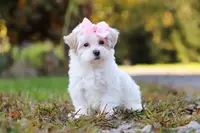 Ellie, a female Maltipoo for sale in Baltic, OH – Photo 1 of 4