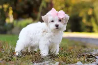 Ellie, a female Maltipoo for sale in Baltic, OH – Photo 3 of 4
