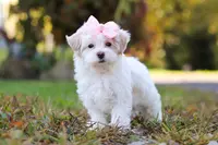 Ellie, a female Maltipoo for sale in Baltic, OH – Photo 4 of 4