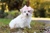 Ellie, a female Maltipoo for sale in Baltic, OH – Photo 2 of 4