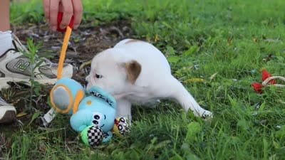 Banjo, a male English Bulldog and Beagle for sale in Baltic, OH – 9 of 9