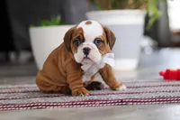 Bella, a female English Bulldog and Beagle for sale in Baltic, OH – 2 of 6