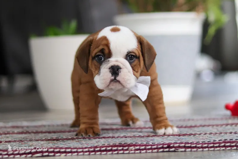 Bella – English Bulldog, Beagle puppy for sale in Baltic, OH