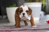 Bella, a female English Bulldog and Beagle for sale in Baltic, OH – 1 of 6