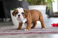 Bella, a female English Bulldog and Beagle for sale in Baltic, OH – 5 of 6