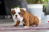 Bella, a female English Bulldog and Beagle for sale in Baltic, OH – 3 of 6