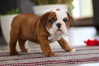 Bella, a female English Bulldog and Beagle for sale in Baltic, OH – 4 of 6
