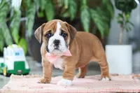 Lucy, a female English Bulldog and Beagle for sale in Baltic, OH – 2 of 5