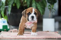 Lucy, a female English Bulldog and Beagle for sale in Baltic, OH – 4 of 5