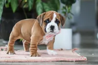 Lucy, a female English Bulldog and Beagle for sale in Baltic, OH – 3 of 5