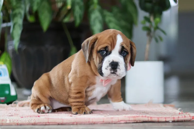 Lucy – English Bulldog, Beagle puppy for sale in Baltic, OH