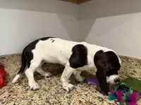 Luna, a female Basset Hound for sale in Ocala, FL – 8 of 10