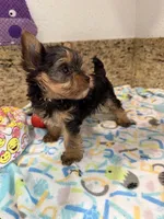 Coco, a male Yorkshire Terrier for sale in Ocala, FL – 3 of 10