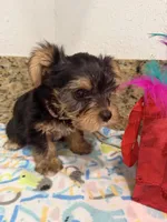 Pink necklace, a female Yorkshire Terrier for sale in Ocala, FL – 10 of 10