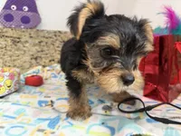 Pink necklace, a female Yorkshire Terrier for sale in Ocala, FL – 4 of 10