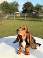 blue necklace , a male Basset Hound for sale in Ocala, FL – 6 of 10