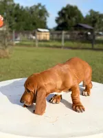 red necklace, a male Basset Hound for sale in Ocala, FL – 8 of 10