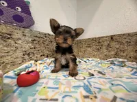 Coco, a male Yorkshire Terrier for sale in Ocala, FL – 6 of 10