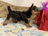 Coco, a male Yorkshire Terrier for sale in Ocala, FL – 9 of 10