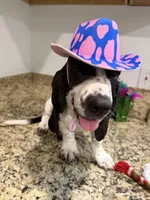 Luna, a female Basset Hound for sale in Ocala, FL – 1 of 10