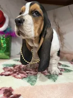 processed/0e4b9102-c4a8-43e7-9c48-8692efa6e79b/listing/24742578-a38b-4e8e-84c0-3428e894bda5/111de89e-d840-440b-925c-9f901fd14f0e