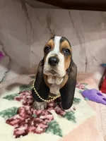 processed/0e4b9102-c4a8-43e7-9c48-8692efa6e79b/listing/24742578-a38b-4e8e-84c0-3428e894bda5/131d7fcd-49ad-498e-917f-df4a7e143733