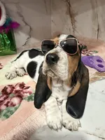 processed/0e4b9102-c4a8-43e7-9c48-8692efa6e79b/listing/24742578-a38b-4e8e-84c0-3428e894bda5/481ac2c3-5f7a-4ebb-b3bb-5d7ff74aeb47