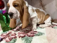 green collar, a male Basset Hound for sale in Ocala, FL – Photo 10 of 10