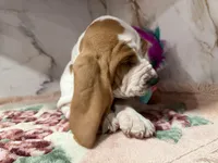 green collar, a male Basset Hound for sale in Ocala, FL – Photo 8 of 10